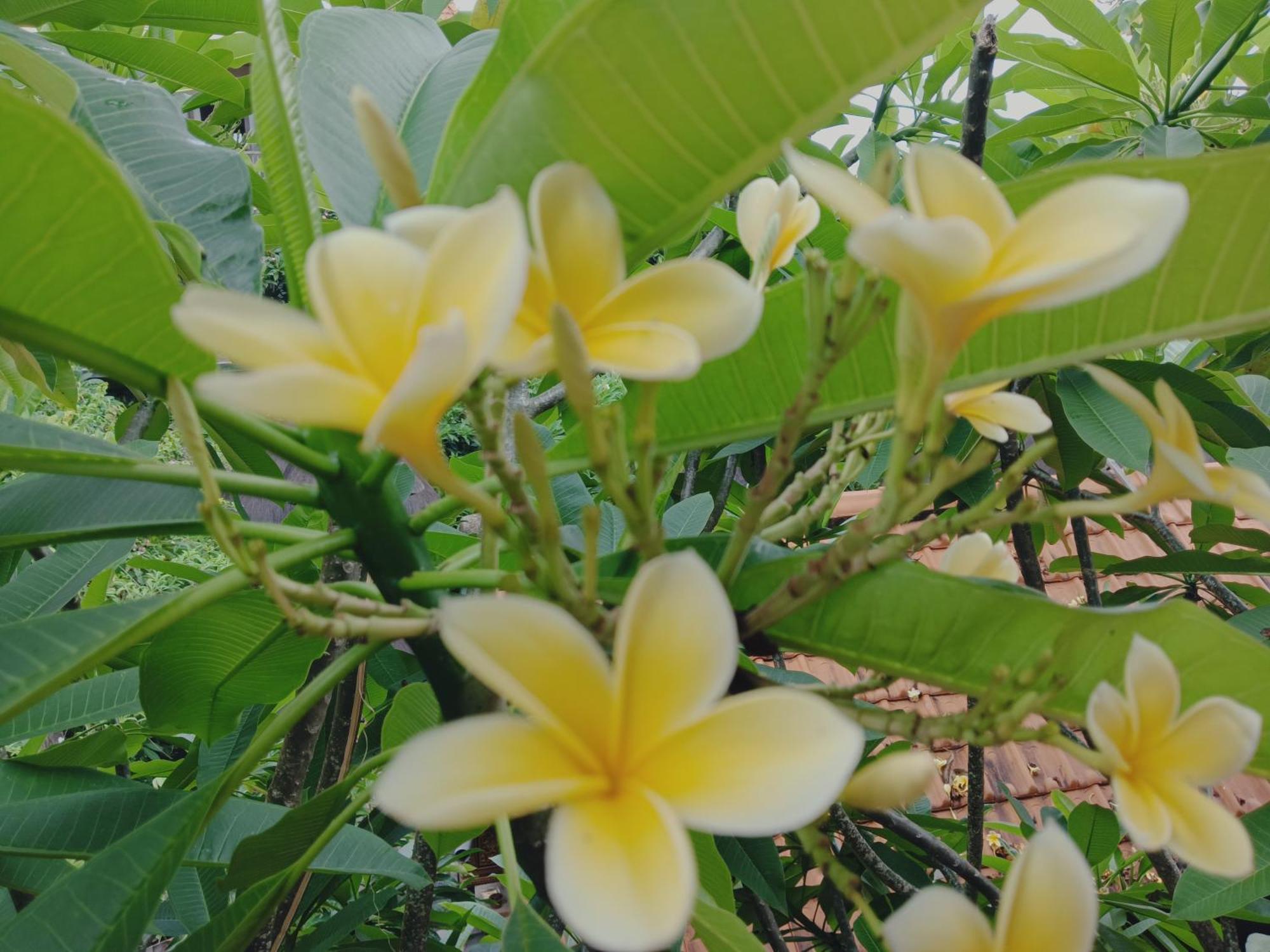 Sudana Homestay Ubud Kültér fotó