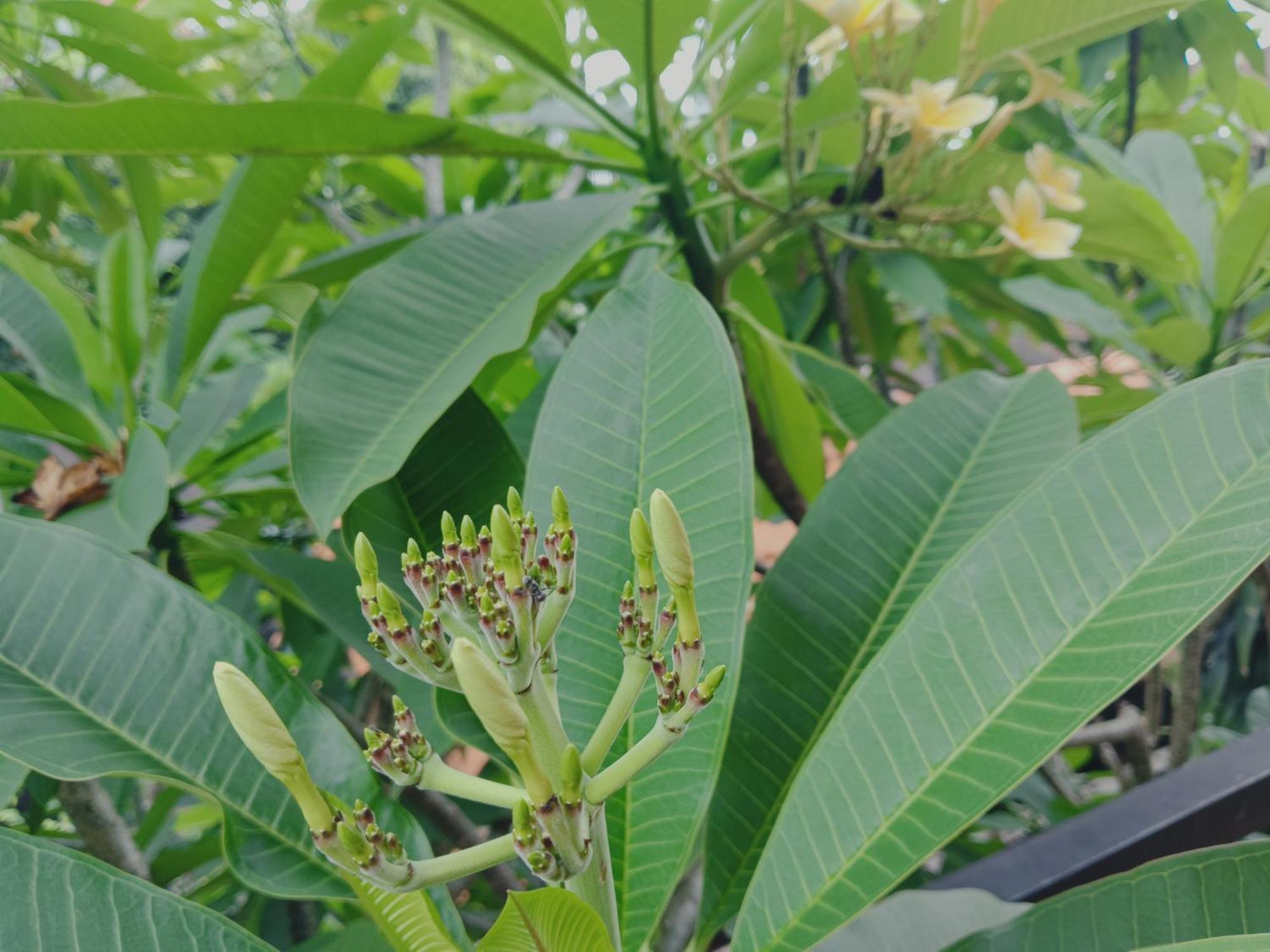 Sudana Homestay Ubud Kültér fotó